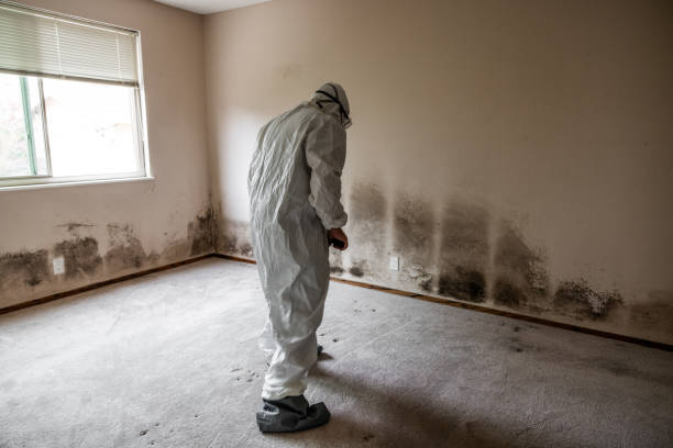 Bradford Woods, PA Mold Inspection, Removal & Remediation Company